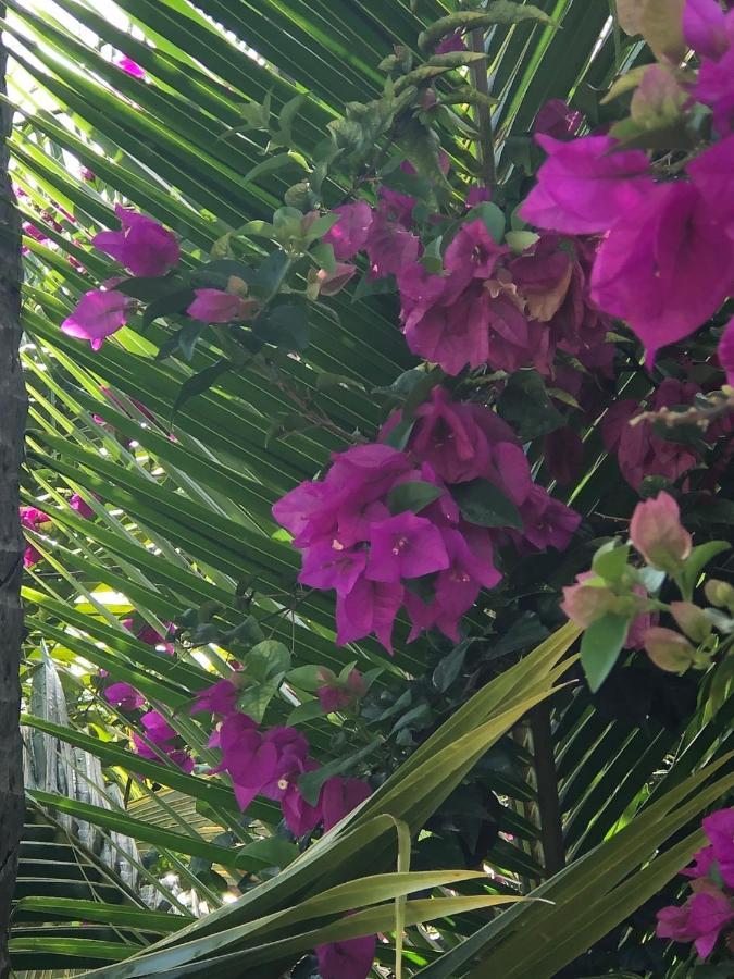 Habitation Baliache - Maison Creole Avec Jardin Privatif, Plage A 200M Деше Экстерьер фото